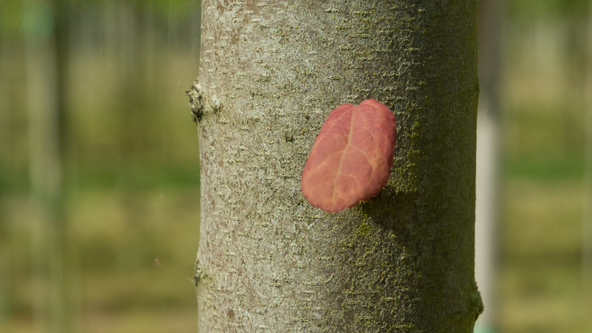 Cercidiphyllum japonicum bast