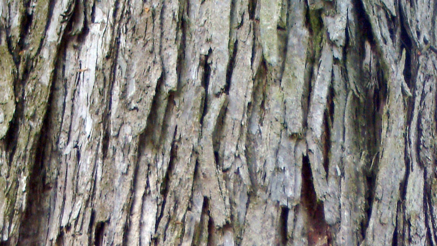 Cercidiphyllum japonicum bast