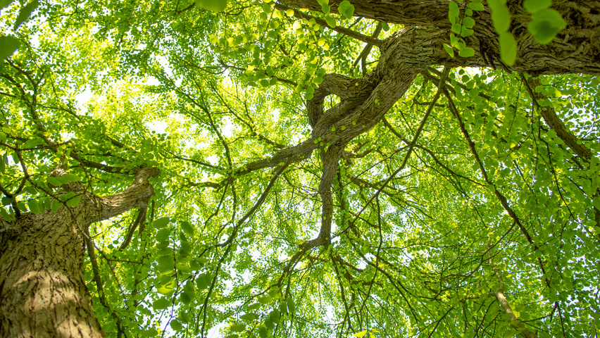 Cercidiphyllum japonicum bast