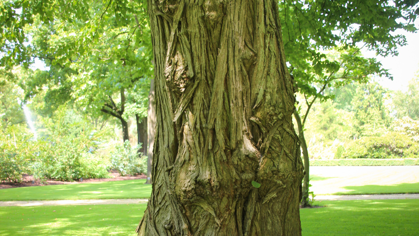 Cercidiphyllum japonicum bast
