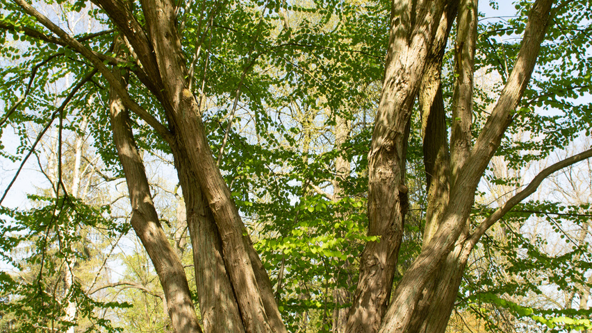Cercidiphyllum japonicum karakteristiek