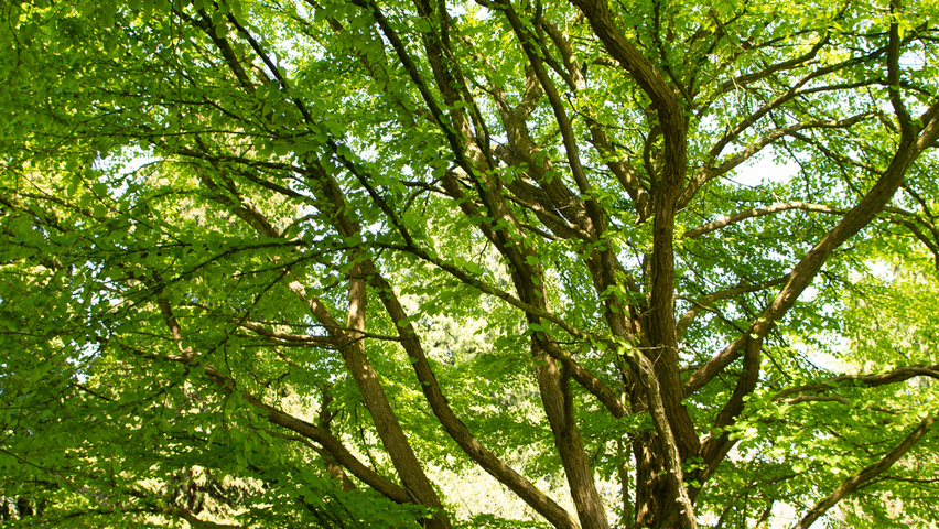 Cercidiphyllum japonicum karakteristiek