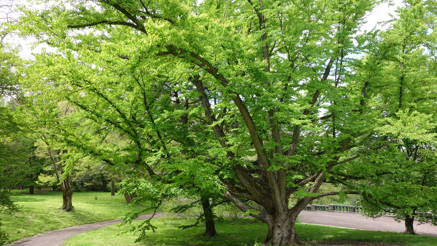 Cercidiphyllum japonicum karakteristiek