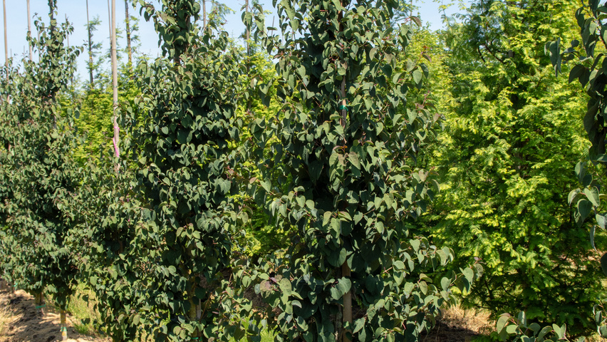 Cercidiphyllum japonicum beveerd
