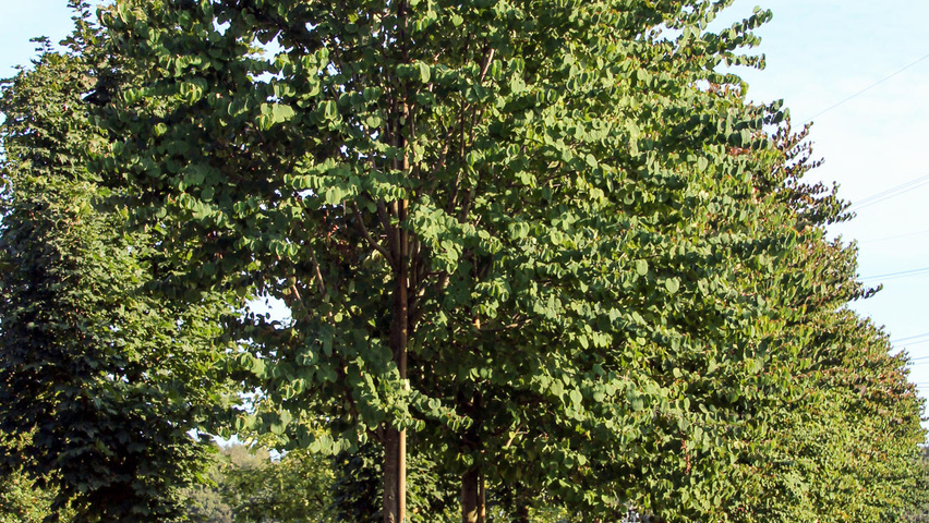 Cercidiphyllum japonicum hoogstam