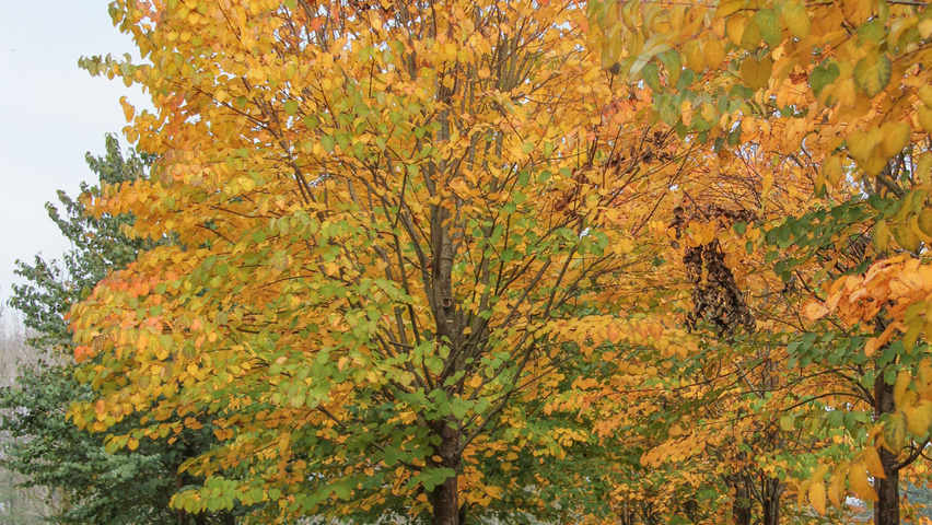 Cercidiphyllum japonicum hoogstam