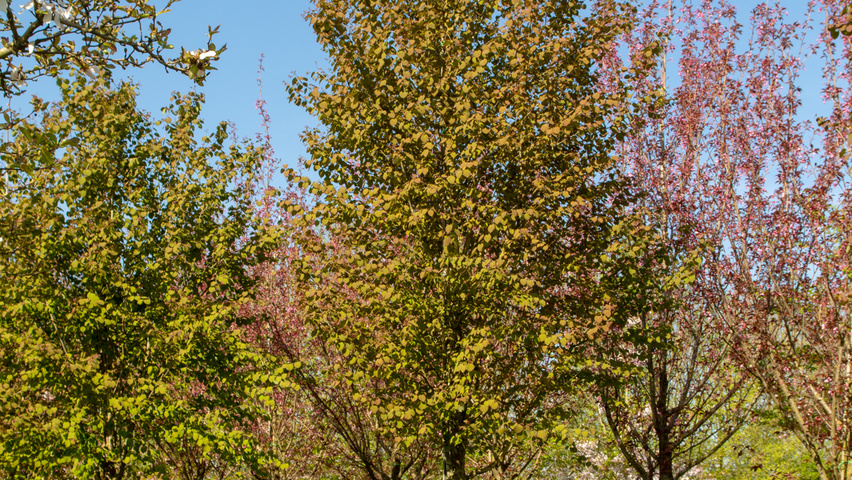 Cercidiphyllum japonicum hoogstam