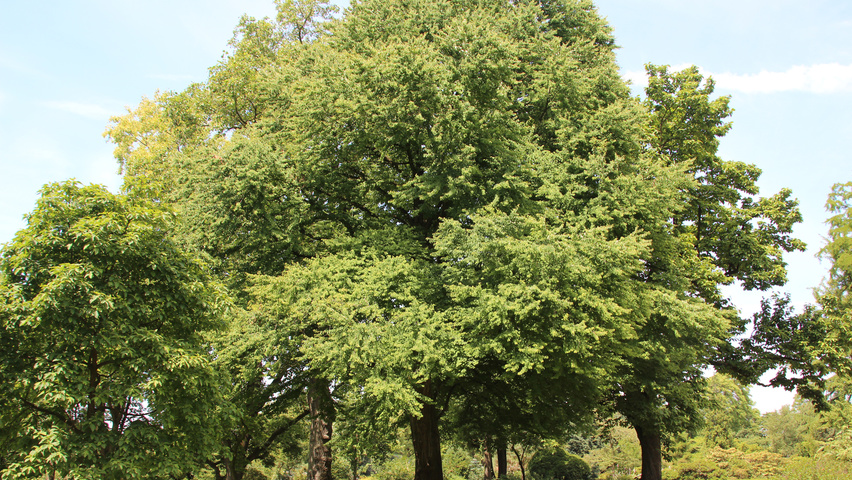 Cercidiphyllum japonicum hoogstam