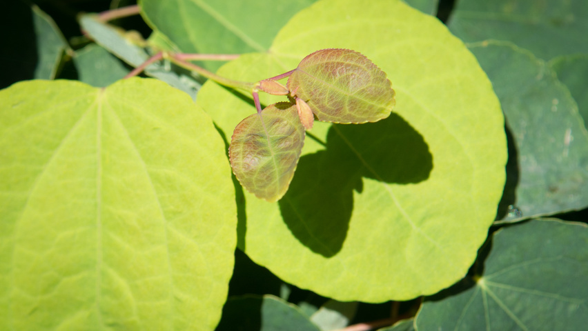 Cercidiphyllum japonicum blad