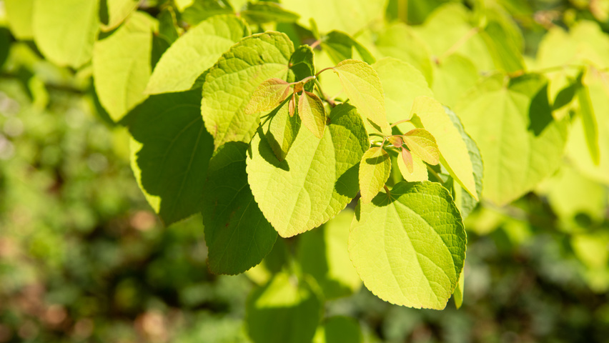 Cercidiphyllum japonicum blad