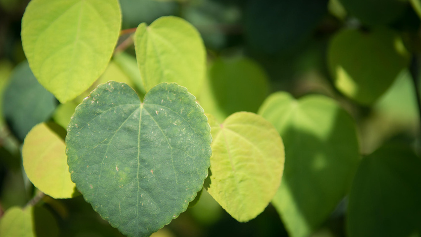 Cercidiphyllum japonicum blad
