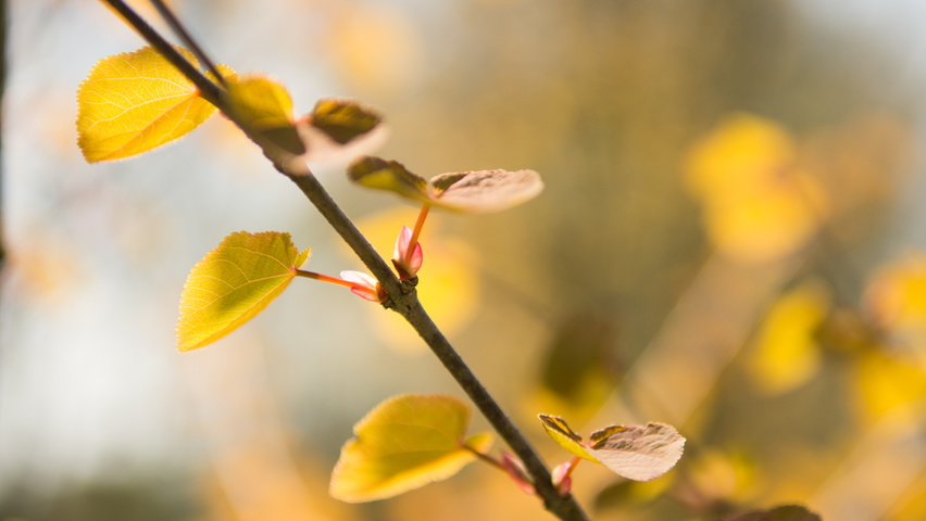 Cercidiphyllum japonicum blad