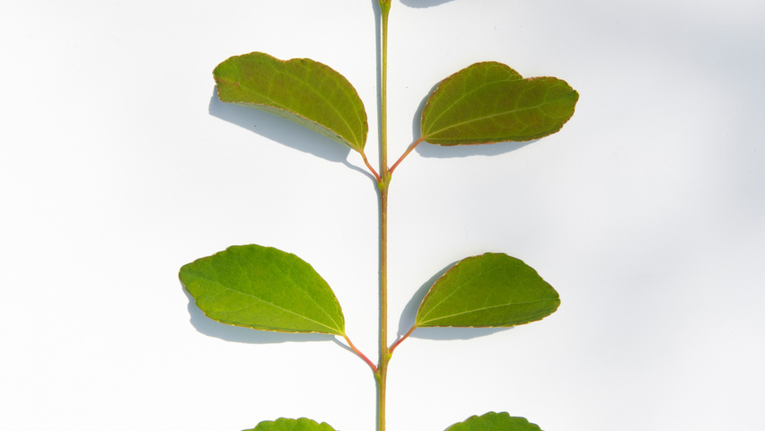 Cercidiphyllum japonicum blad