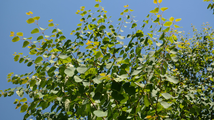 Cercidiphyllum japonicum blad