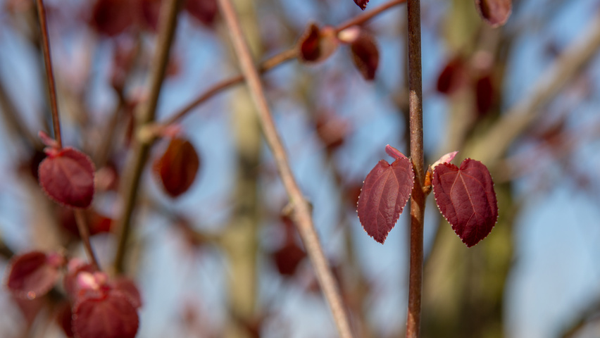 Cercidiphyllum japonicum blad