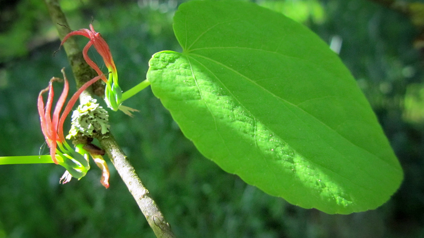 Cercidiphyllum japonicum var. magnificum liście