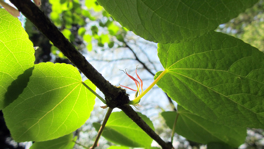 Cercidiphyllum japonicum var. magnificum liście