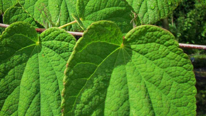 Cercidiphyllum japonicum var. magnificum liście
