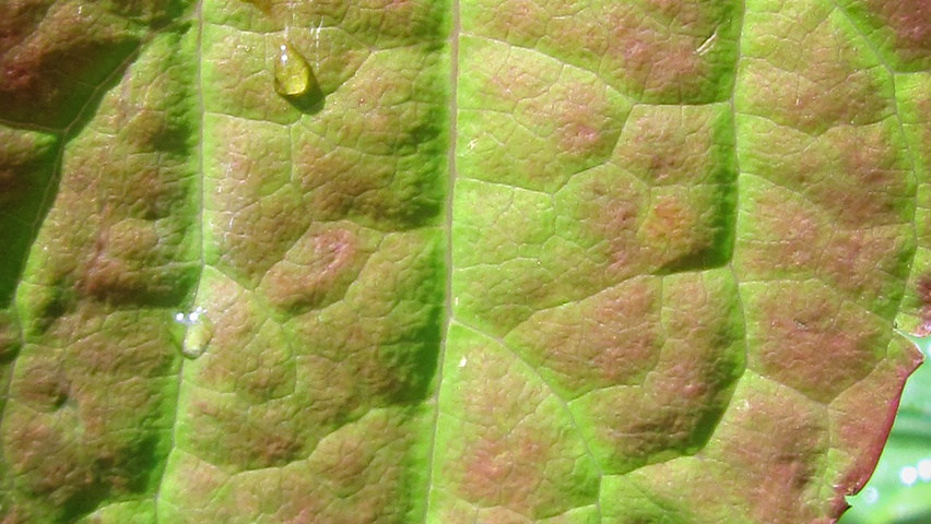 Cercidiphyllum japonicum var. magnificum liście