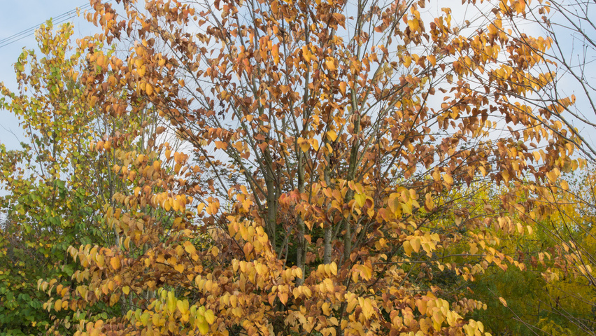 Cercidiphyllum japonicum meerstammig