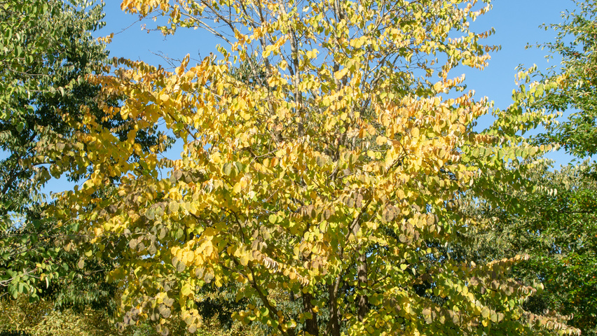 Cercidiphyllum japonicum meerstammig