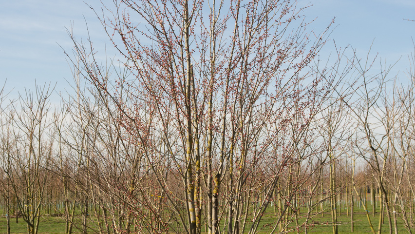 Cercidiphyllum japonicum meerstammig
