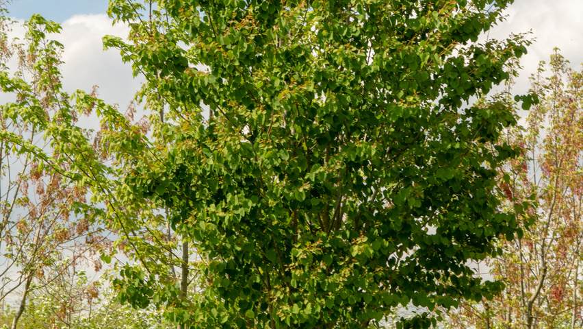 Cercidiphyllum japonicum meerstammig