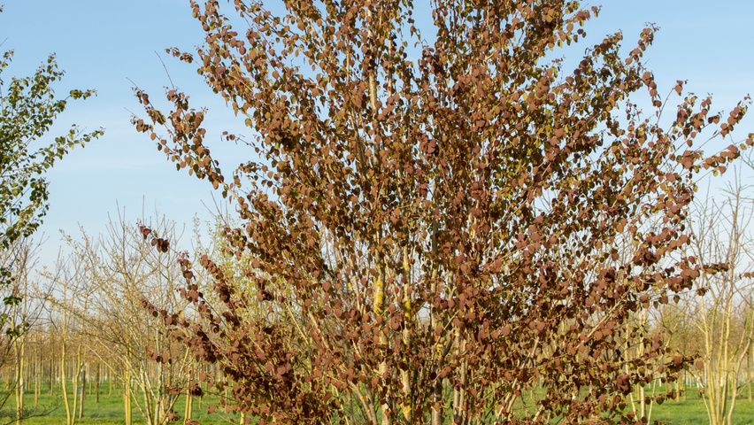 Cercidiphyllum japonicum meerstammig