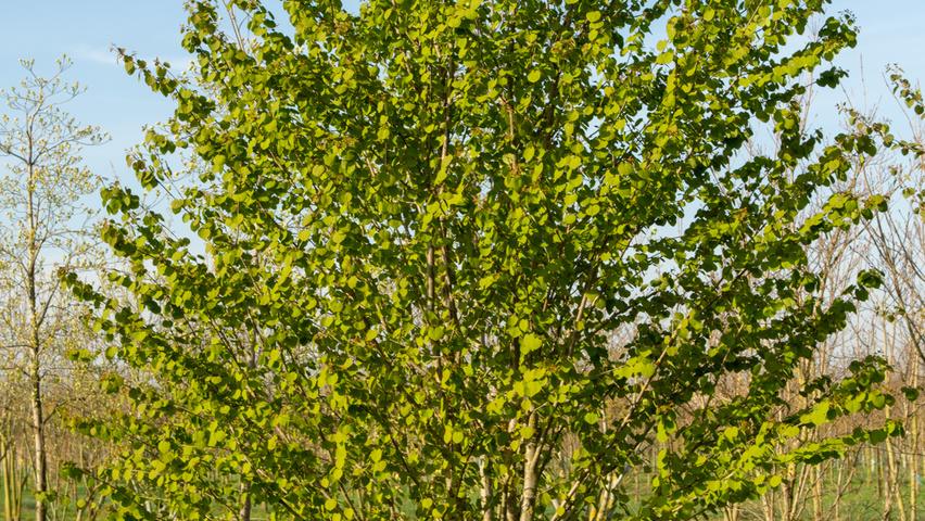 Cercidiphyllum japonicum meerstammig
