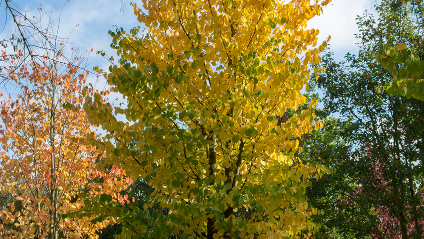 Cercidiphyllum japonicum meerstammig