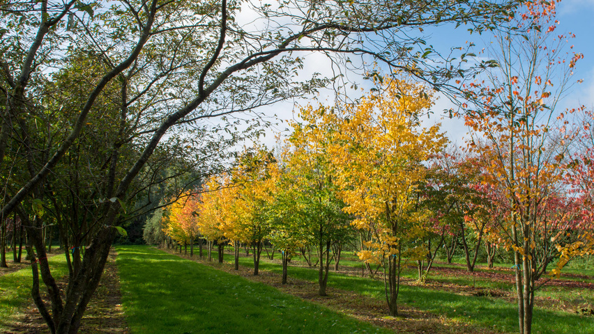 Cercidiphyllum japonicum meerstammig