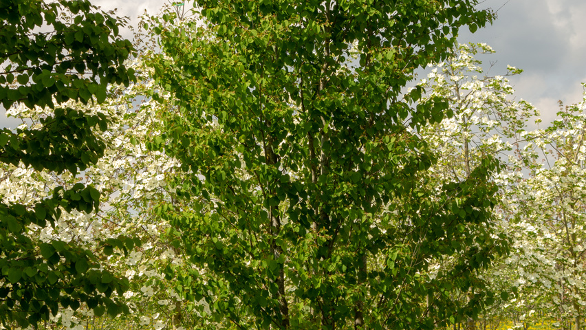 Cercidiphyllum japonicum meerstammig