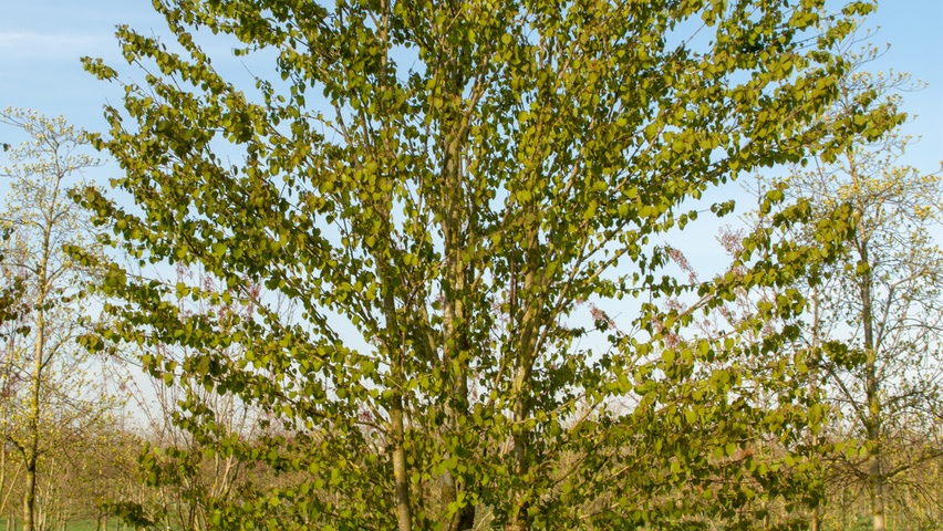 Cercidiphyllum japonicum meerstammig