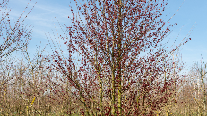 Cercidiphyllum japonicum meerstammig