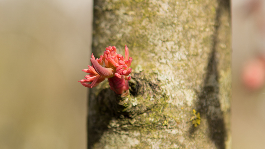 Cercidiphyllum japonicum 'Pendulum' Rinden