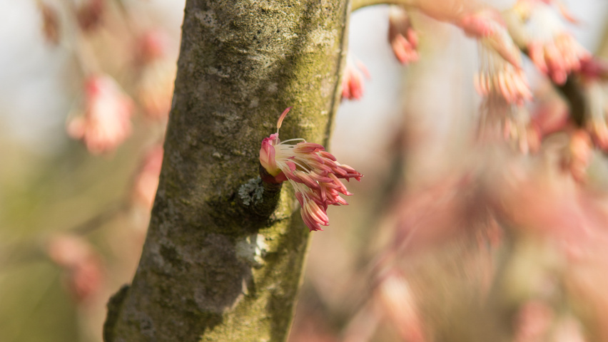 Cercidiphyllum japonicum 'Pendulum' Rinden