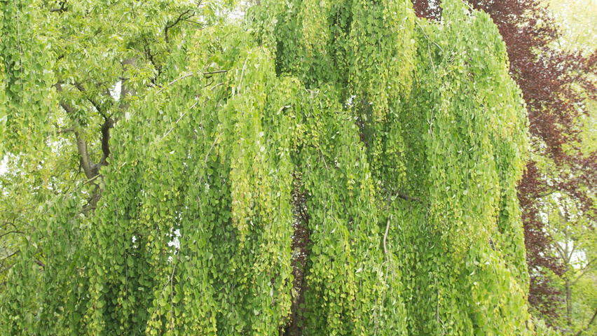 Cercidiphyllum japonicum 'Pendulum' charakteristische