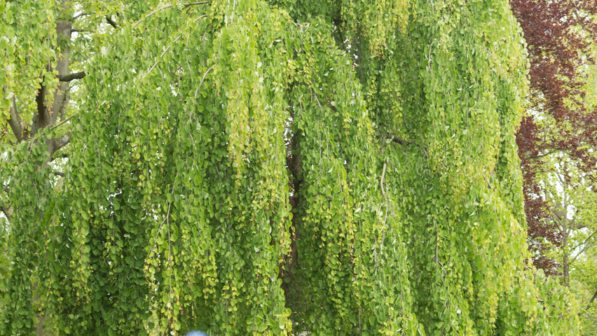 Cercidiphyllum japonicum 'Pendulum' charakteristische