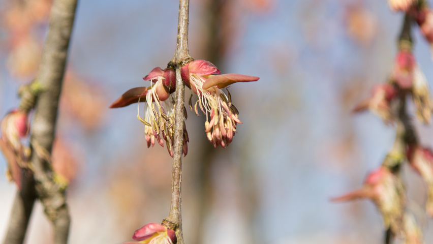 Cercidiphyllum japonicum 'Pendulum' Blumen