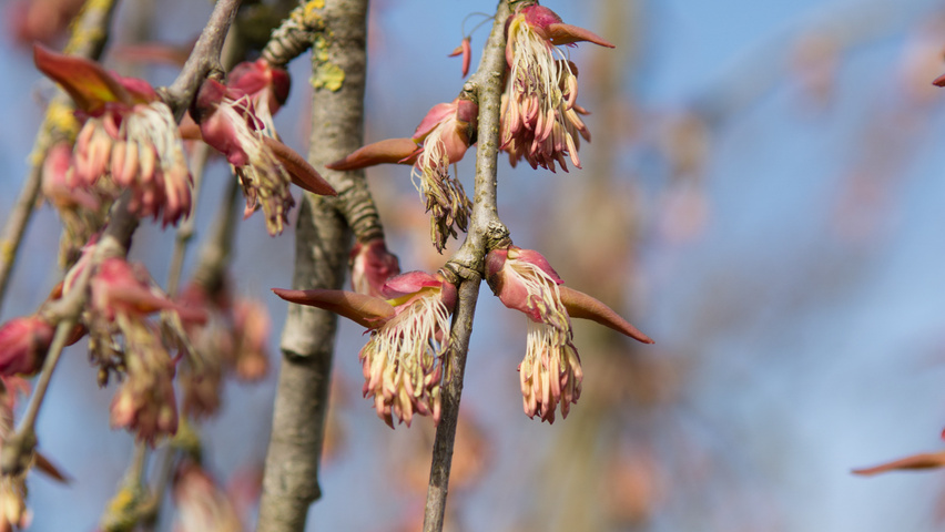 Cercidiphyllum japonicum 'Pendulum' Blumen