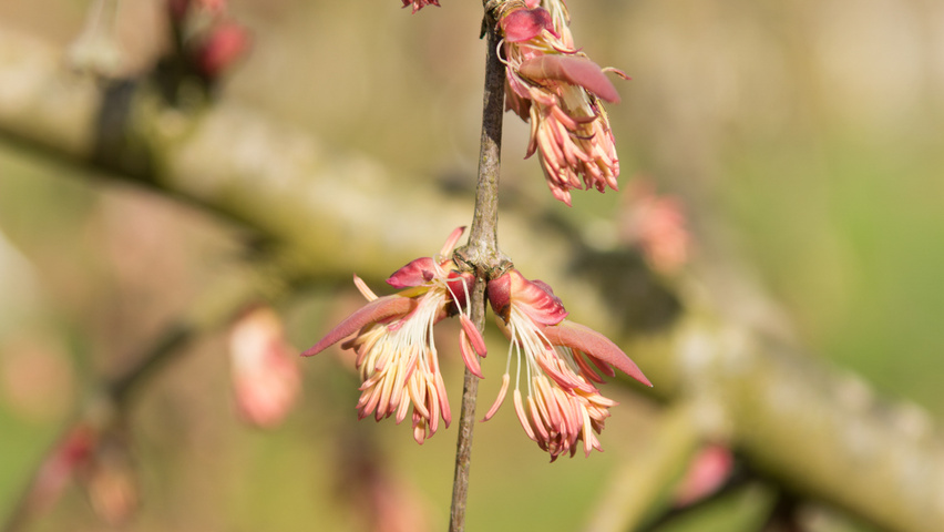 Cercidiphyllum japonicum 'Pendulum' Blumen