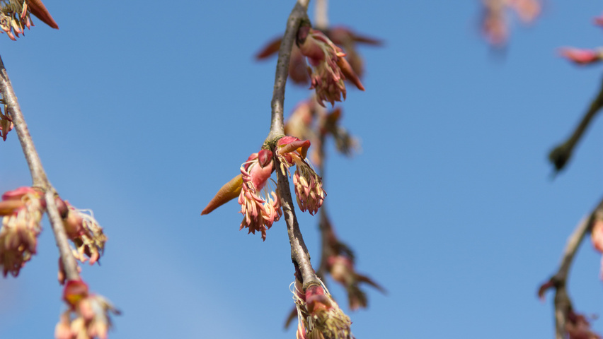 Cercidiphyllum japonicum 'Pendulum' Blumen