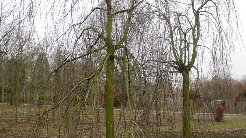 Cercidiphyllum japonicum 'Pendulum' hochstämmig