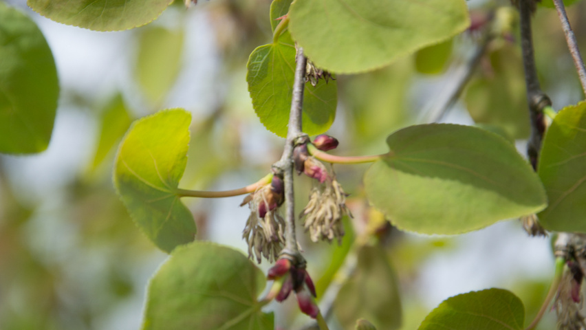 Cercidiphyllum japonicum 'Pendulum' Blatt