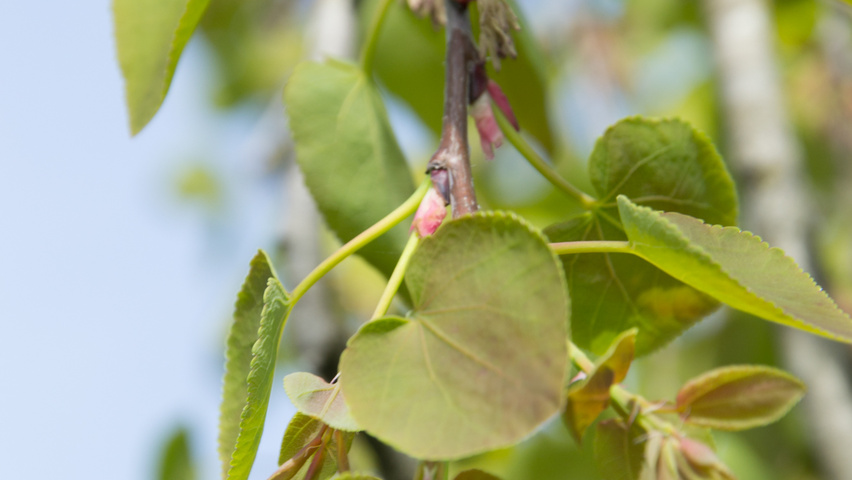 Cercidiphyllum japonicum 'Pendulum' Blatt