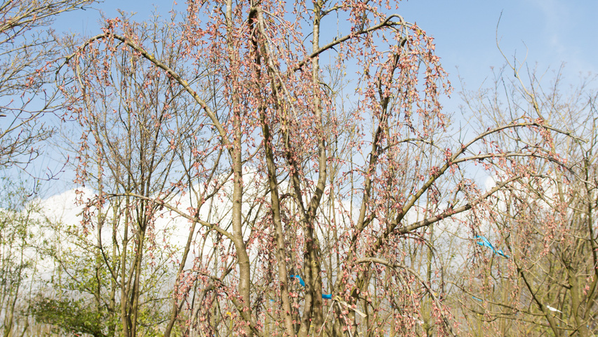Cercidiphyllum japonicum 'Pendulum' mehrstämmige