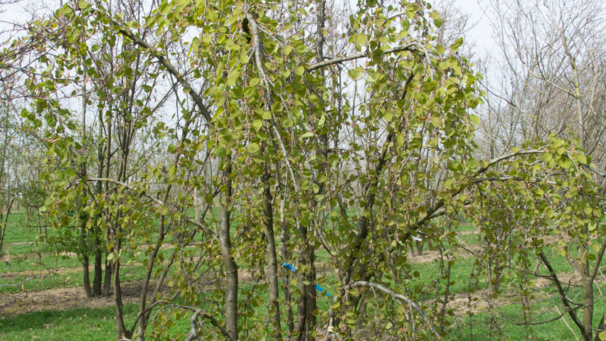 Cercidiphyllum japonicum 'Pendulum' mehrstämmige