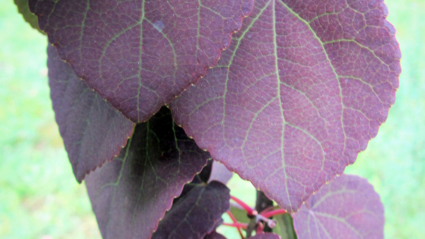 Cercidiphyllum japonicum 'Rotfuchs' листья