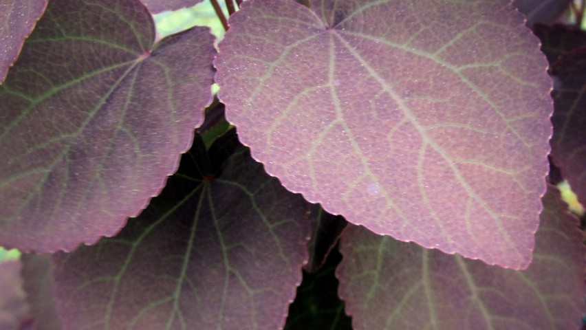 Cercidiphyllum japonicum 'Rotfuchs' листья