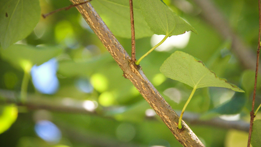 Cercidiphyllum japonicum twijgen